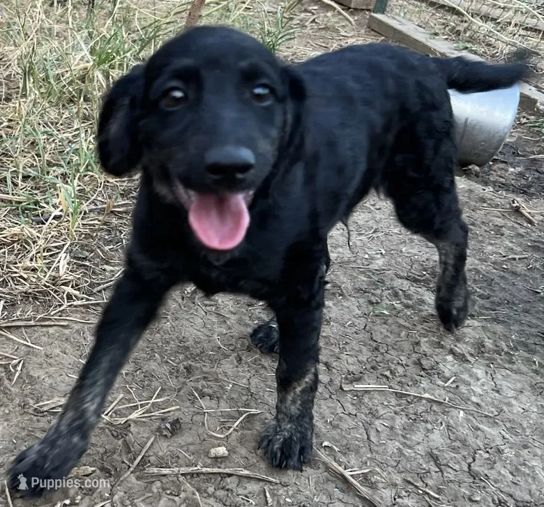 Comfy Double-Dood – Miniature Goldendoodle puppy for sale in Lone Oak, TX