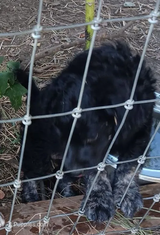 Cassie – Miniature Goldendoodle puppy for sale in Lone Oak, TX