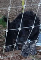 Cassie, a female Miniature Goldendoodle for sale in Lone Oak, TX – 1 of 3