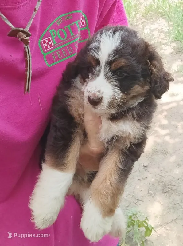 Shorty – Miniature Aussiedoodle puppy for sale in Lone Oak, TX
