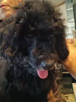 Pumpkin, a female Poodle - Miniature  and Miniature Goldendoodle for sale in Lone Oak, TX – Photo 3 of 3