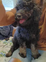 Pumpkin, a female Poodle - Miniature  and Miniature Goldendoodle for sale in Lone Oak, TX – Photo 2 of 3