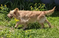 Honey, a female Miniature Goldendoodle for sale in Lone Oak, TX – Photo 8 of 8