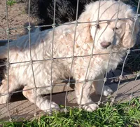 Honey, a female Miniature Goldendoodle for sale in Lone Oak, TX – Photo 3 of 8