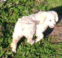 Honey, a female Miniature Goldendoodle for sale in Lone Oak, TX – Photo 6 of 8