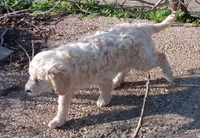 Honey, a female Miniature Goldendoodle for sale in Lone Oak, TX – Photo 1 of 8