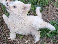 Tad - toy, a male Miniature Aussiedoodle for sale in Lone Oak, TX – Photo 2 of 2