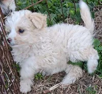Tad - toy, a male Miniature Aussiedoodle for sale in Lone Oak, TX – Photo 1 of 2