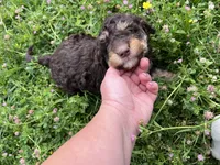 Baby-girl, a female Miniature Aussiedoodle for sale in Lone Oak, TX – 3 of 4