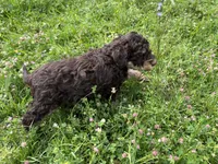 Baby-girl, a female Miniature Aussiedoodle for sale in Lone Oak, TX – 4 of 4