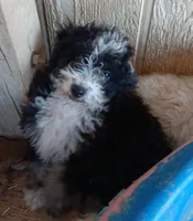 Darcy, a male Poodle - Miniature  and Bordoodle for sale in Lone Oak, TX – 2 of 5
