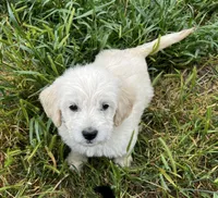 Brave, a male Miniature Goldendoodle for sale in Lone Oak, TX – Photo 2 of 6