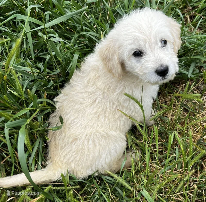 Brave, a male Miniature Goldendoodle for sale in Lone Oak, TX – Photo 1 of 6