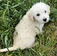 Brave, a male Miniature Goldendoodle for sale in Lone Oak, TX – Photo 1 of 6