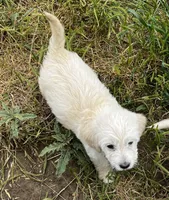 Brave, a male Miniature Goldendoodle for sale in Lone Oak, TX – Photo 5 of 6