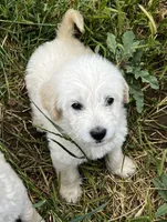 Brave, a male Miniature Goldendoodle for sale in Lone Oak, TX – Photo 3 of 6
