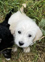 Brave, a male Miniature Goldendoodle for sale in Lone Oak, TX – Photo 4 of 6