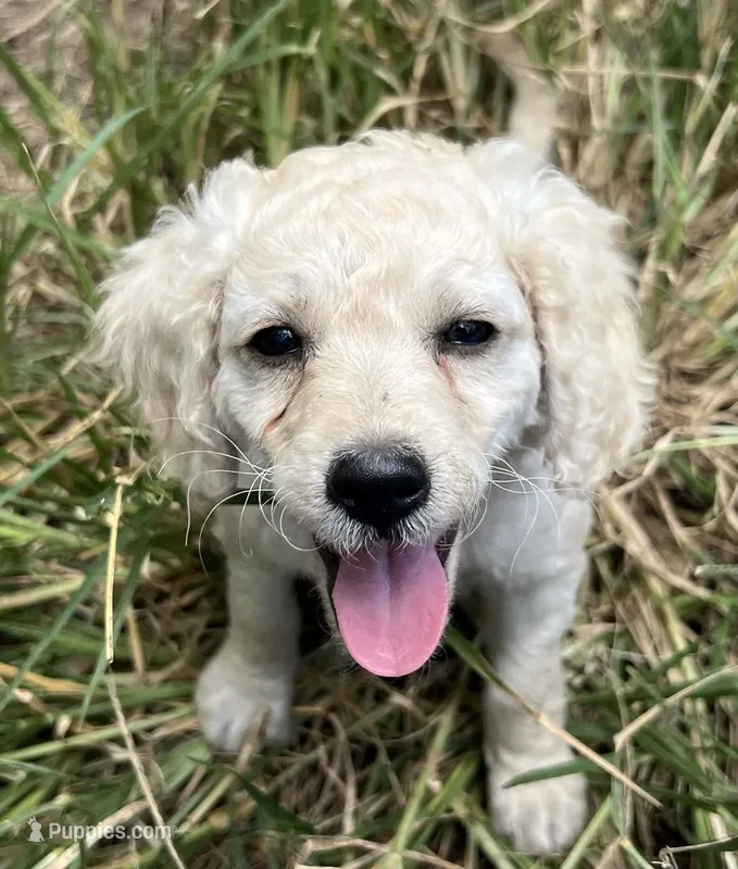 Starling – Miniature Goldendoodle puppy for sale in Lone Oak, TX