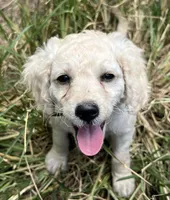 Starling, a female Miniature Goldendoodle for sale in Lone Oak, TX – 1 of 2