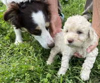 Styles, a male Miniature Aussiedoodle for sale in Lone Oak, TX – 2 of 2