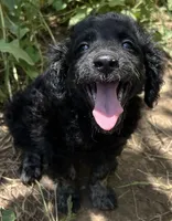 Comfy Double-Dood, a male Miniature Goldendoodle for sale in Lone Oak, TX – 2 of 4