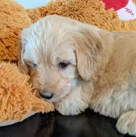 Toodles, a female Goldendoodle for sale in Lone Oak, TX – Photo 1 of 2