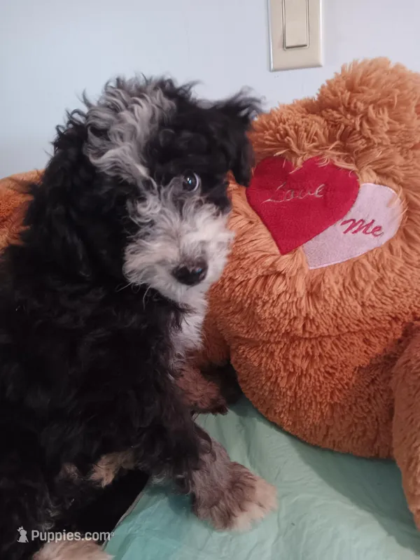 Darcy – Poodle - Miniature , Bordoodle puppy for sale in Lone Oak, TX