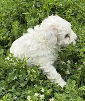 Joy, a female Miniature Aussiedoodle for sale in Lone Oak, TX – Photo 3 of 3