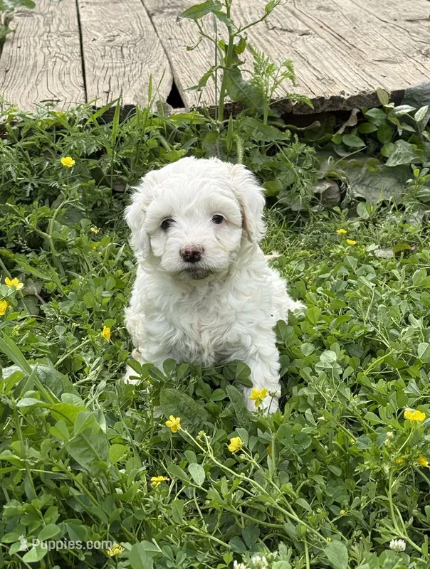 Joy – Miniature Aussiedoodle puppy for sale in Lone Oak, TX