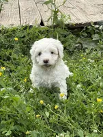 Joy, a female Miniature Aussiedoodle for sale in Lone Oak, TX – Photo 1 of 3