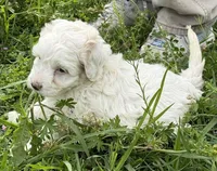 Joy, a female Miniature Aussiedoodle for sale in Lone Oak, TX – Photo 2 of 3