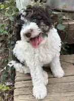 Chewy, a male Aussiedoodle for sale in Lone Oak, TX – 2 of 5