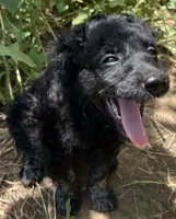 Comfy Double-Dood, a male Miniature Goldendoodle for sale in Lone Oak, TX – 1 of 4