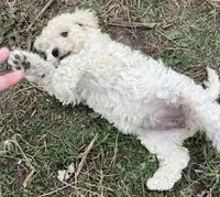 Sugar, a female Aussiedoodle and Poodle - Miniature  for sale in Lone Oak, TX – 4 of 4