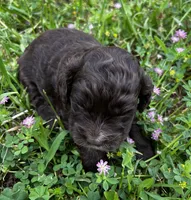 Mocha, a female Cockapoo and Poodle - Miniature  for sale in Lone Oak, TX – Photo 5 of 8