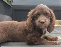 Mocha, a female Cockapoo and Poodle - Miniature  for sale in Lone Oak, TX – Photo 2 of 8