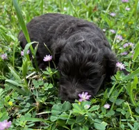 Mocha, a female Cockapoo and Poodle - Miniature  for sale in Lone Oak, TX – Photo 6 of 8
