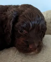 Mocha, a female Cockapoo and Poodle - Miniature  for sale in Lone Oak, TX – Photo 4 of 8