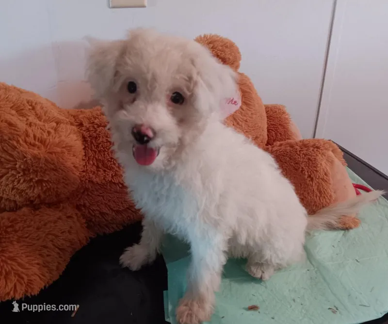 Mina - toy – Poodle - Miniature , Bordoodle puppy for sale in Lone Oak, TX