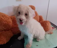 Mina - toy, a female Poodle - Miniature  and Bordoodle for sale in Lone Oak, TX – 1 of 5