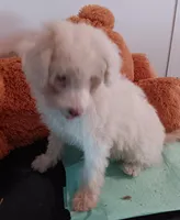 Mina - toy, a female Poodle - Miniature  and Bordoodle for sale in Lone Oak, TX – 4 of 5