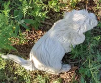 Ready Soon, a female West Highland White Terrier for sale in Lone Oak, TX – Photo 3 of 3