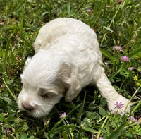 Patches Blu Eyes, a female Cockapoo and Poodle - Miniature  for sale in Lone Oak, TX – Photo 2 of 4