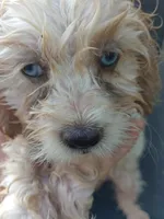 Patches Blu Eyes, a female Cockapoo and Poodle - Miniature  for sale in Lone Oak, TX – Photo 3 of 4