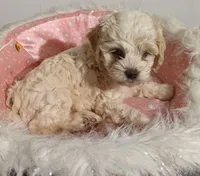 Patches Blu Eyes, a female Cockapoo and Poodle - Miniature  for sale in Lone Oak, TX – Photo 1 of 4