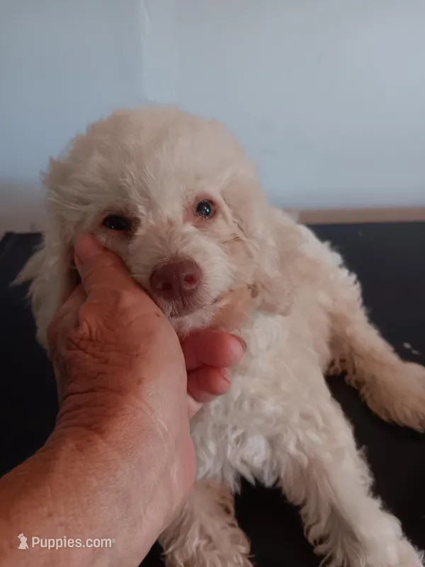 Cotton – Poodle - Miniature , Westiepoo puppy for sale in Lone Oak, TX