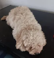 Champ, a male Poodle - Miniature  for sale in Lone Oak, TX – 3 of 3