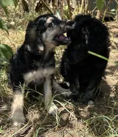 Comfy Double-Dood, a male Miniature Goldendoodle for sale in Lone Oak, TX – 3 of 4