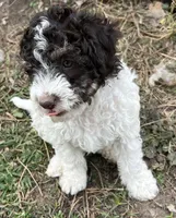 Chewy, a male Aussiedoodle for sale in Lone Oak, TX – 5 of 5