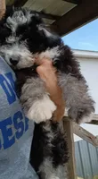 Darcy, a male Poodle - Miniature  and Bordoodle for sale in Lone Oak, TX – 3 of 5